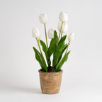 46Cm Tulip Spray In Pot