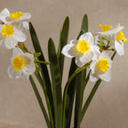42cm Daffodil Spray in Ceramic Pot