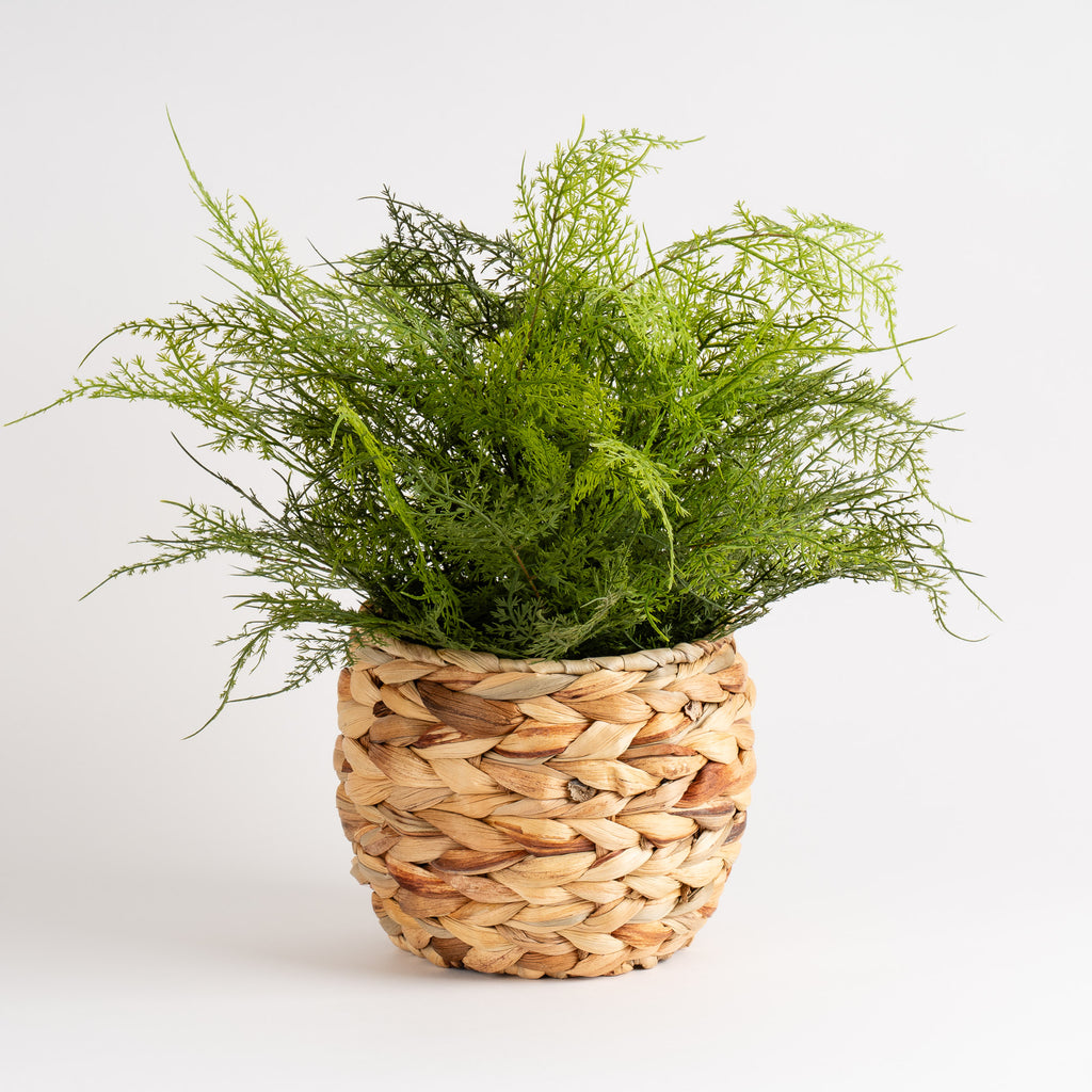 43Cm Fern In Basket