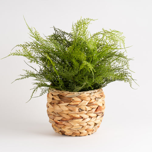 43Cm Fern In Basket
