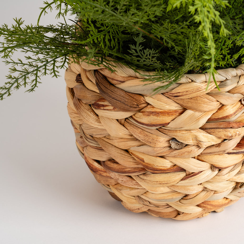 43Cm Fern In Basket