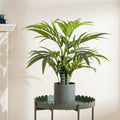 60Cm Palm Tree