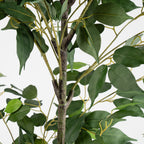 140Cm Ficus Tree
