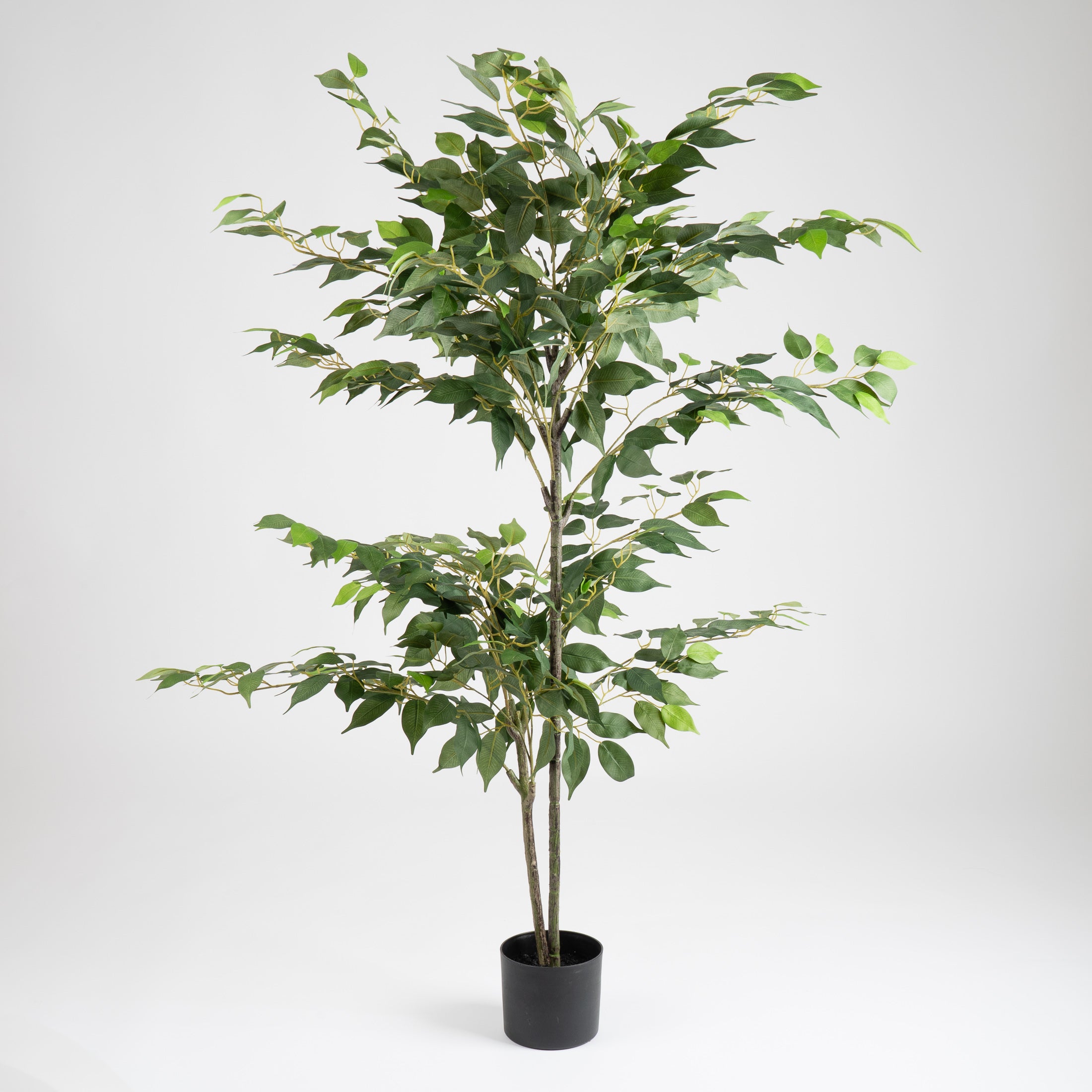 140Cm Ficus Tree