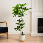 125Cm Umbrella (Schefflera) Tree