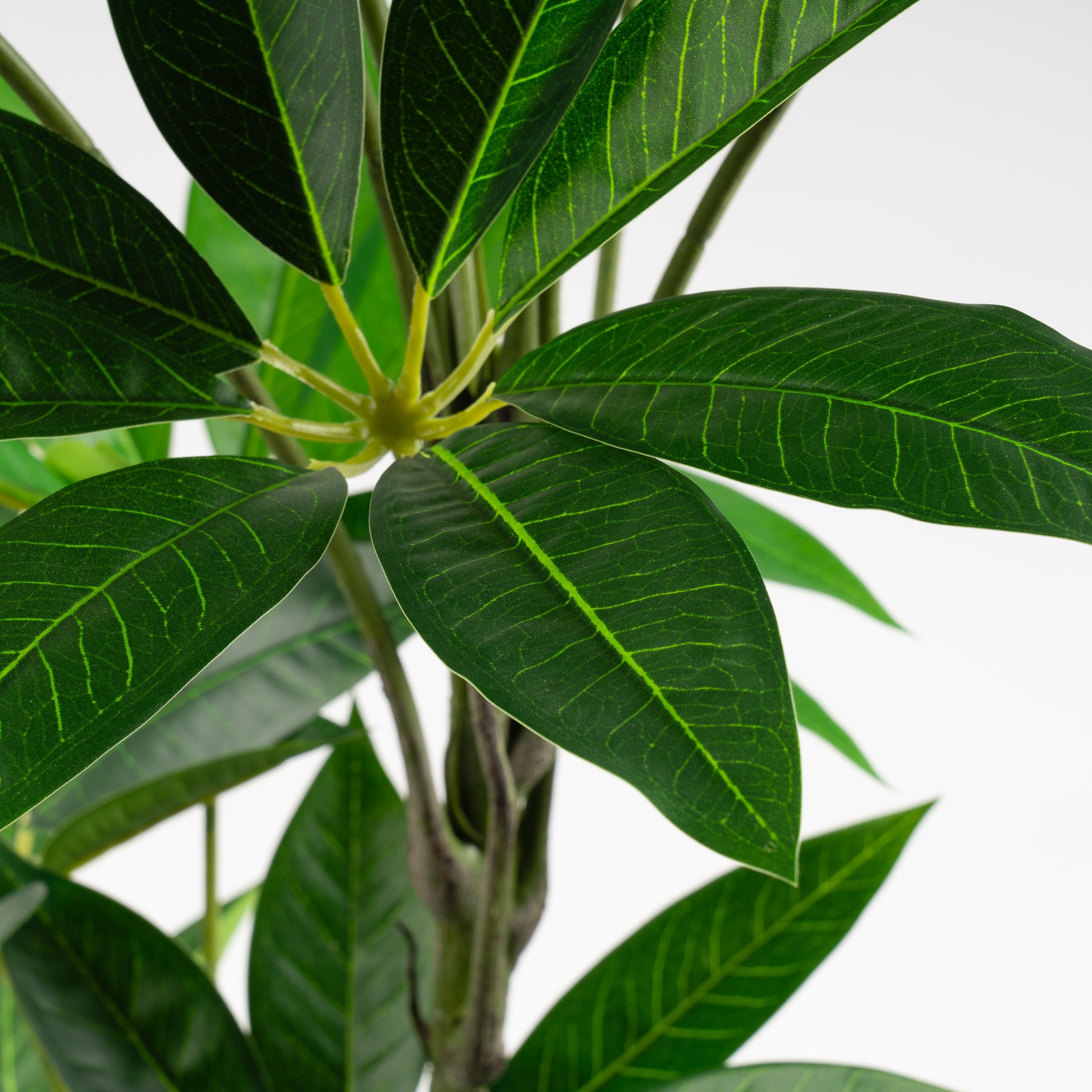 125Cm Umbrella (Schefflera) Tree