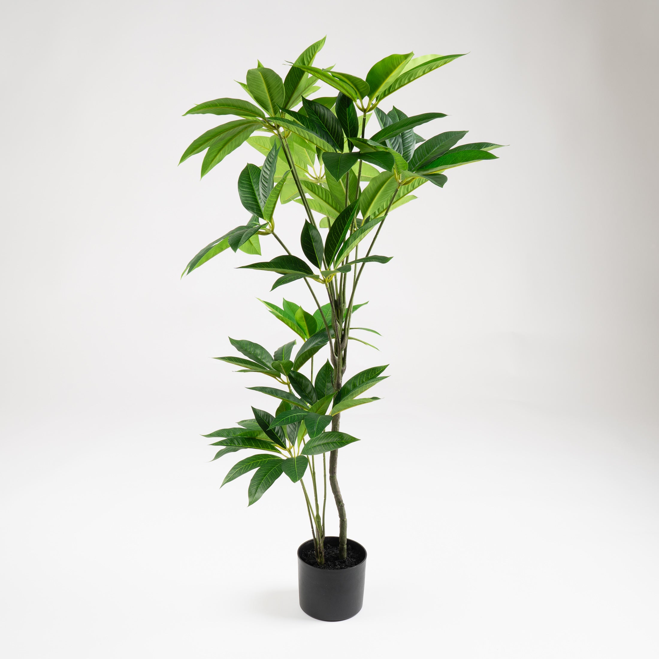 125Cm Umbrella (Schefflera) Tree