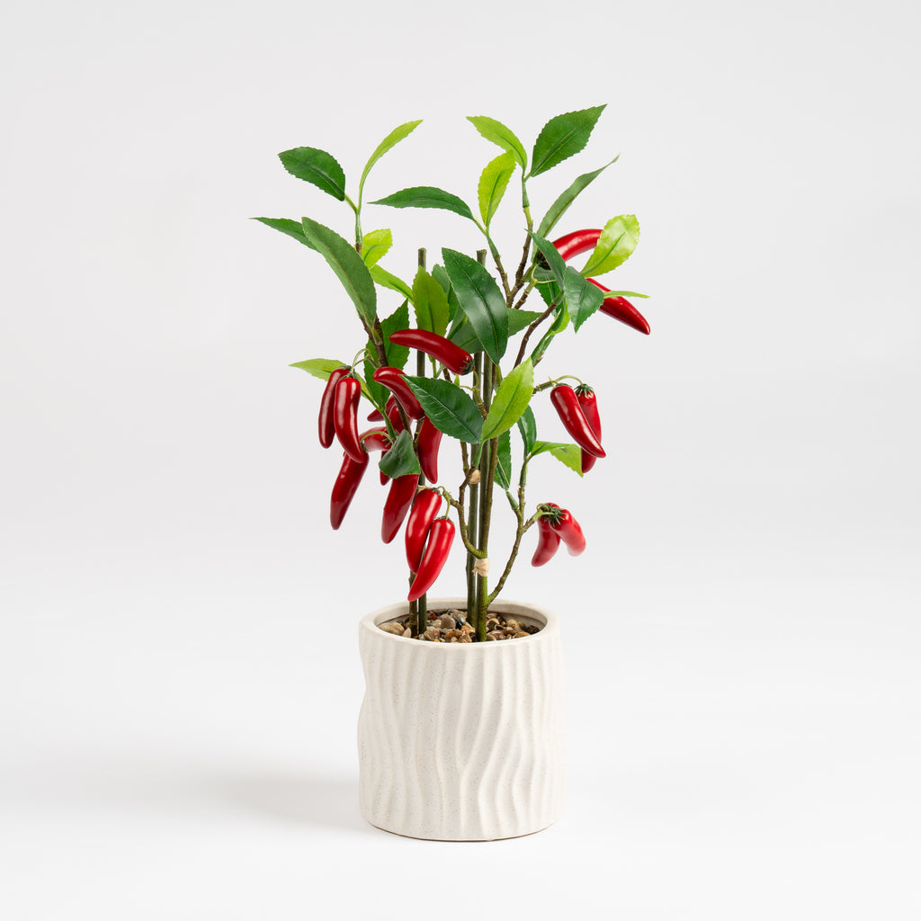 49Cm Chilli Plant In Ceramic Pot