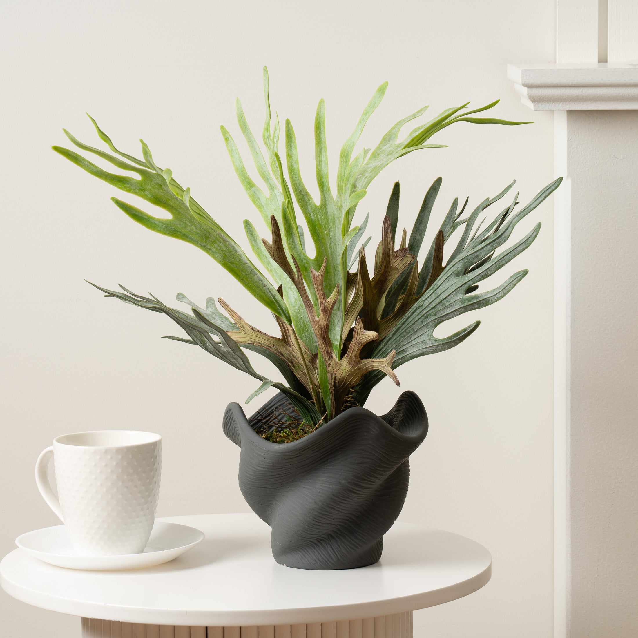 53Cm Sea Greens In Cement Shell Pot