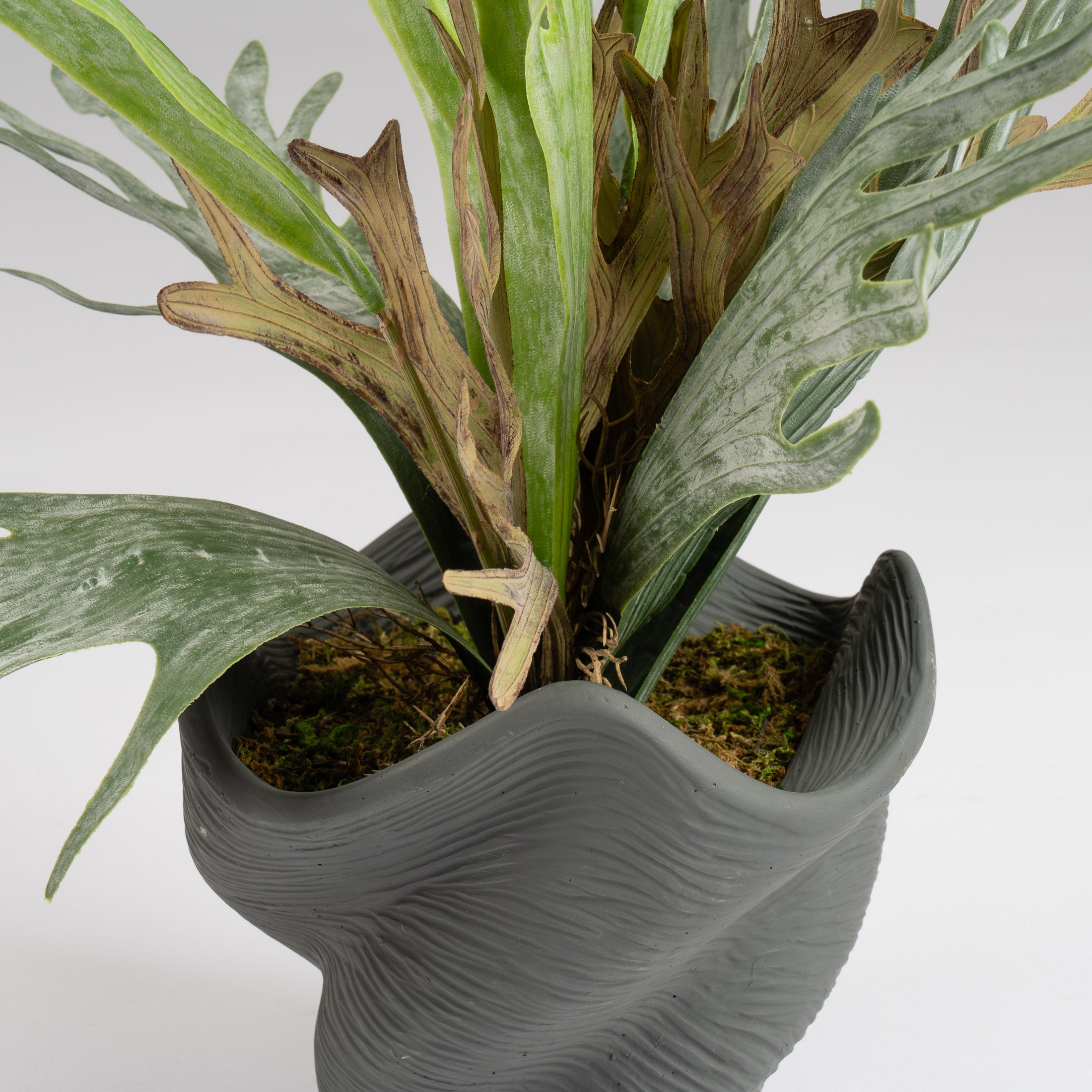 53Cm Sea Greens In Cement Shell Pot