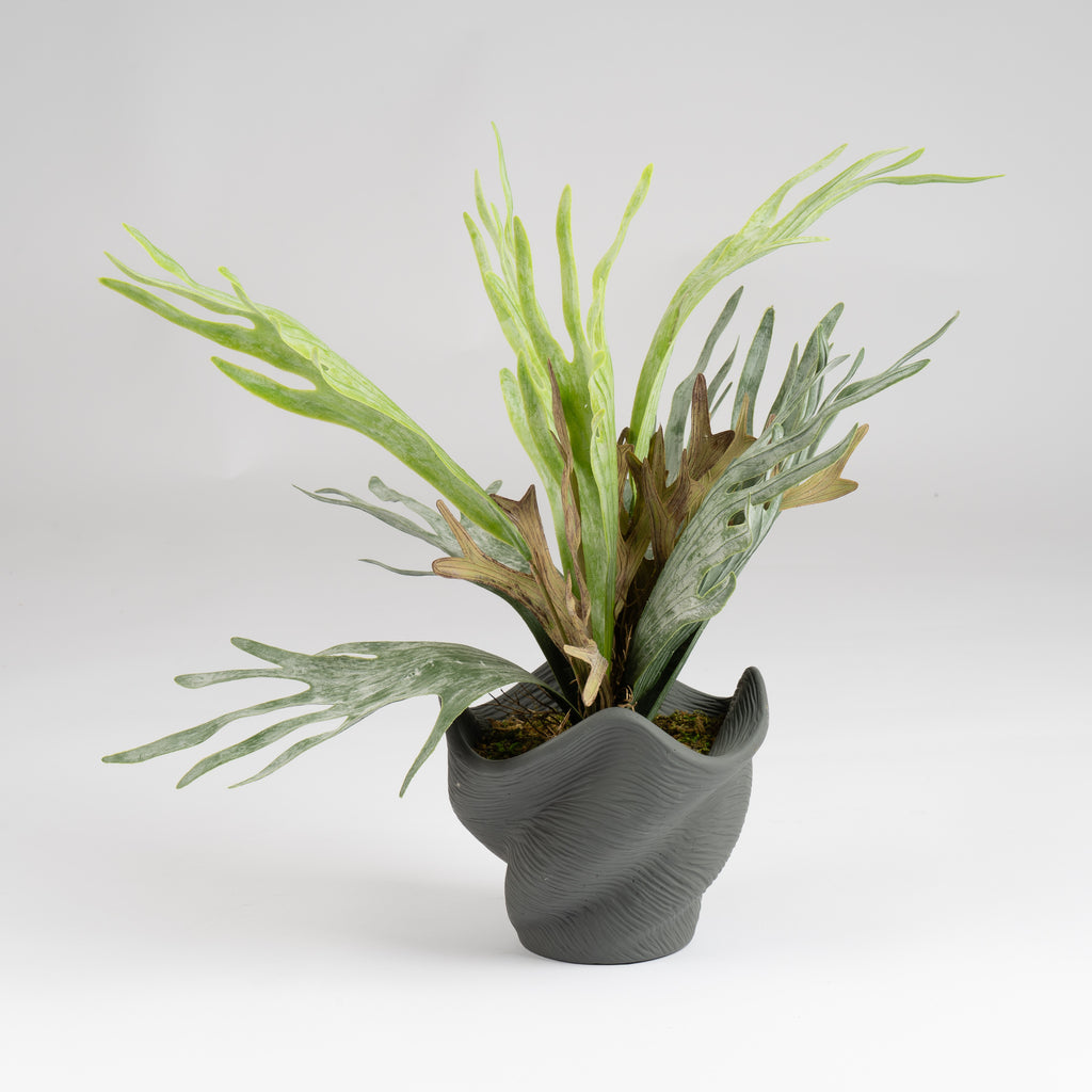 53Cm Sea Greens In Cement Shell Pot