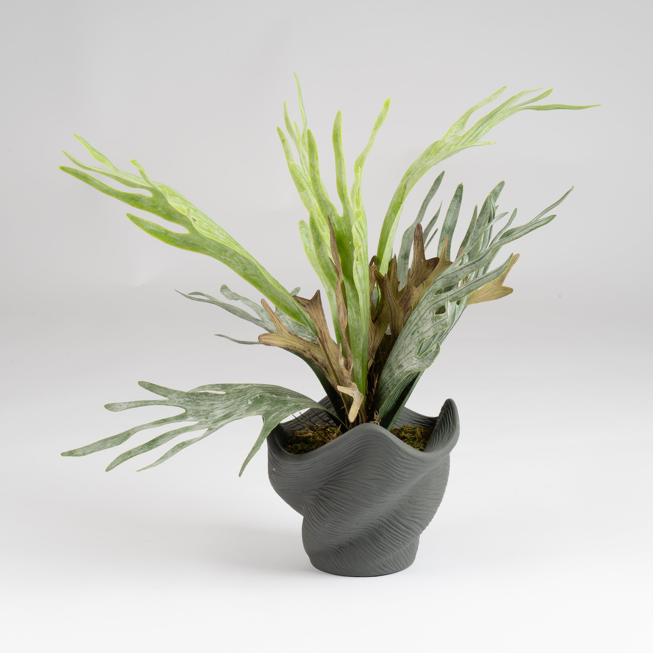 53Cm Sea Greens In Cement Shell Pot