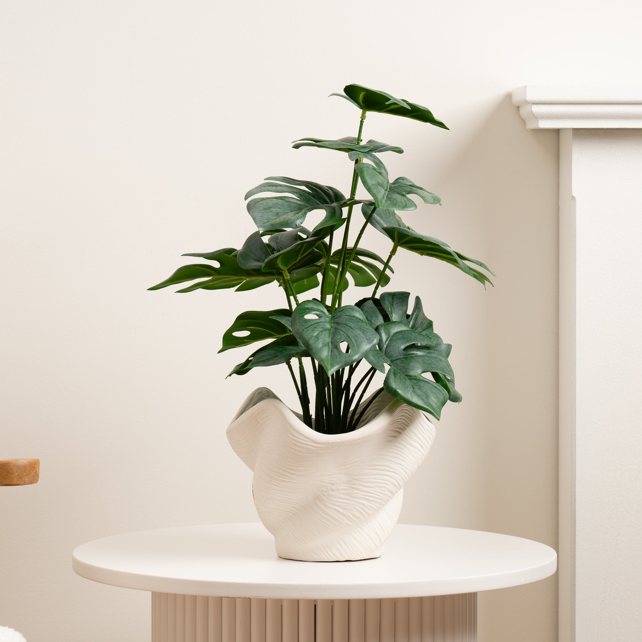 45Cm Variegated Monstera In Cement Shell Pot