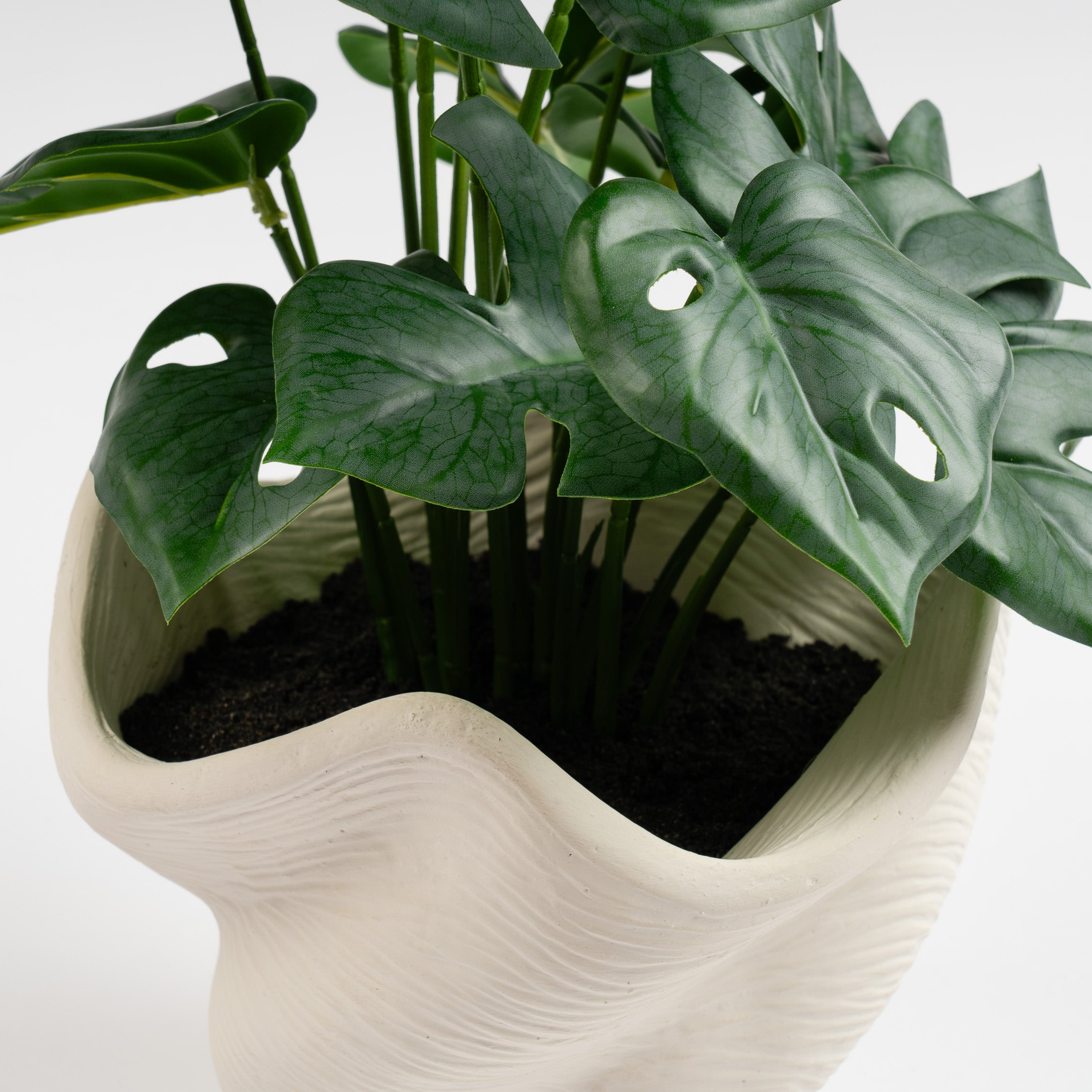 45Cm Variegated Monstera In Cement Shell Pot