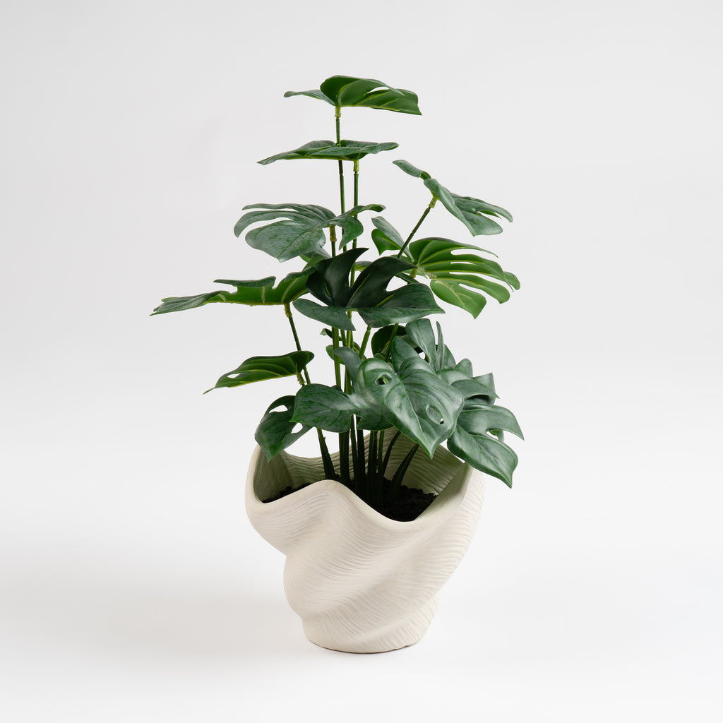45Cm Variegated Monstera In Cement Shell Pot