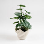 45Cm Variegated Monstera In Cement Shell Pot