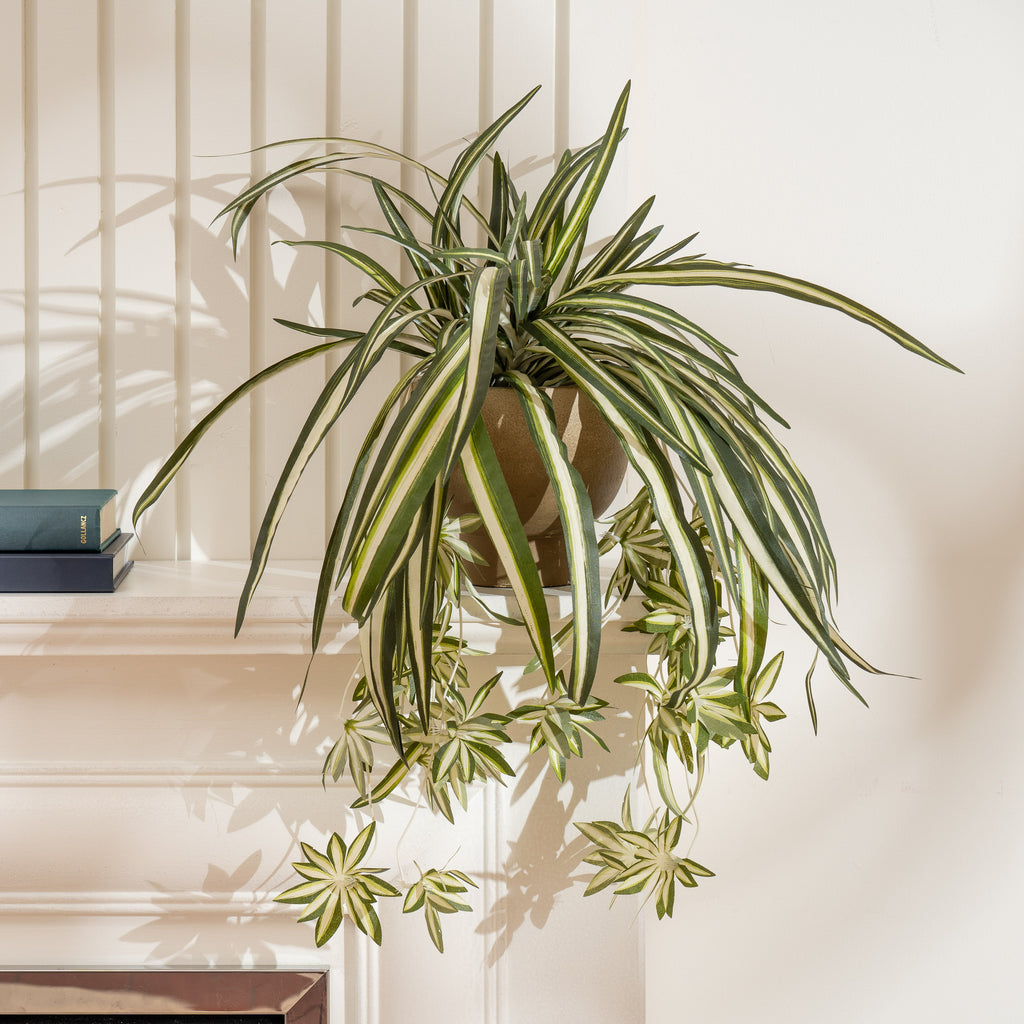 36Cm Spider Plant In Rustic Pot