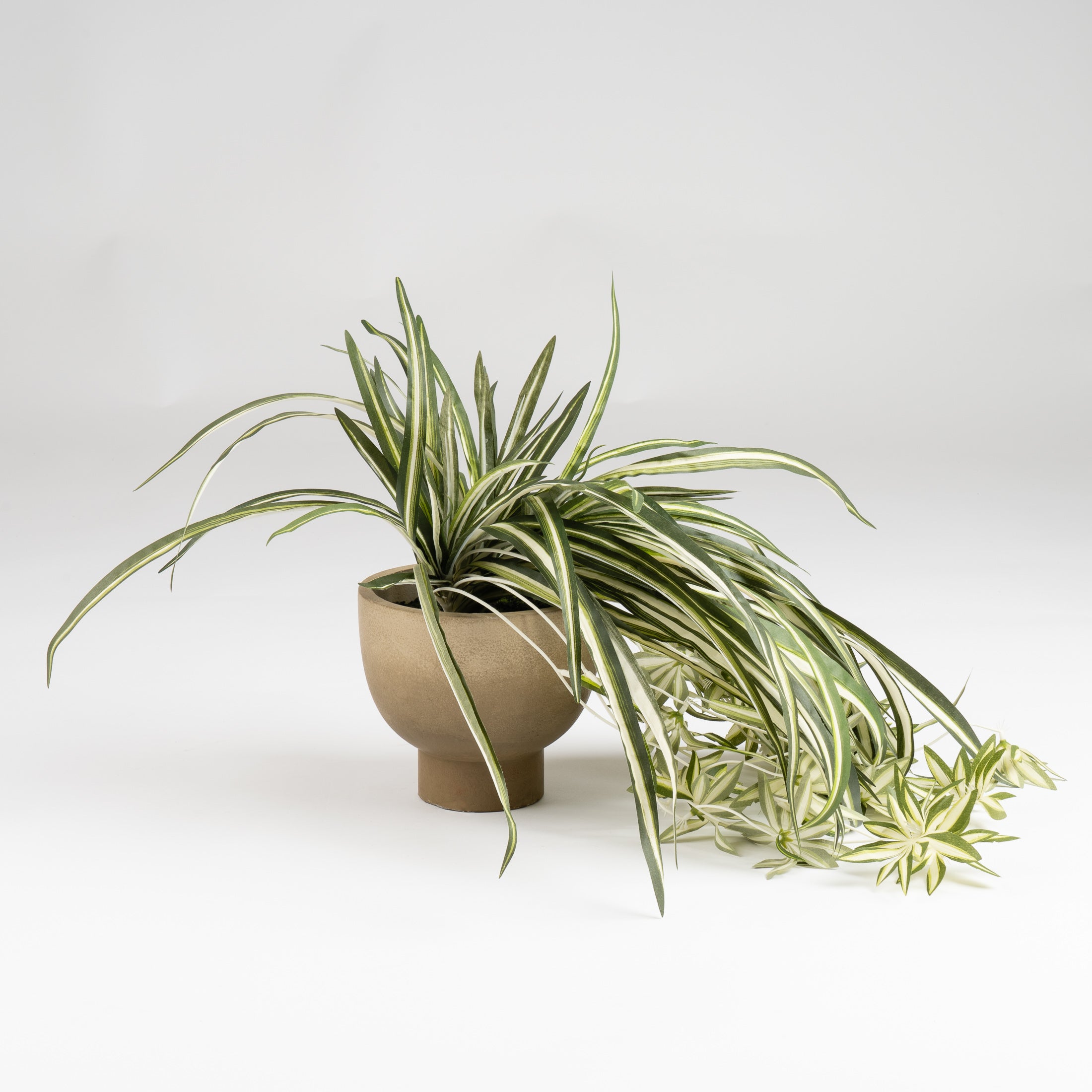 36Cm Spider Plant In Rustic Pot