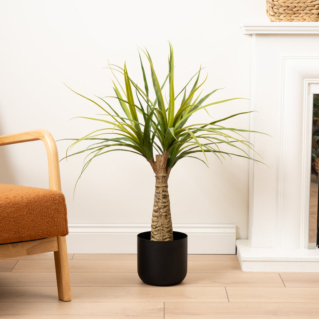 76Cm Dracaena