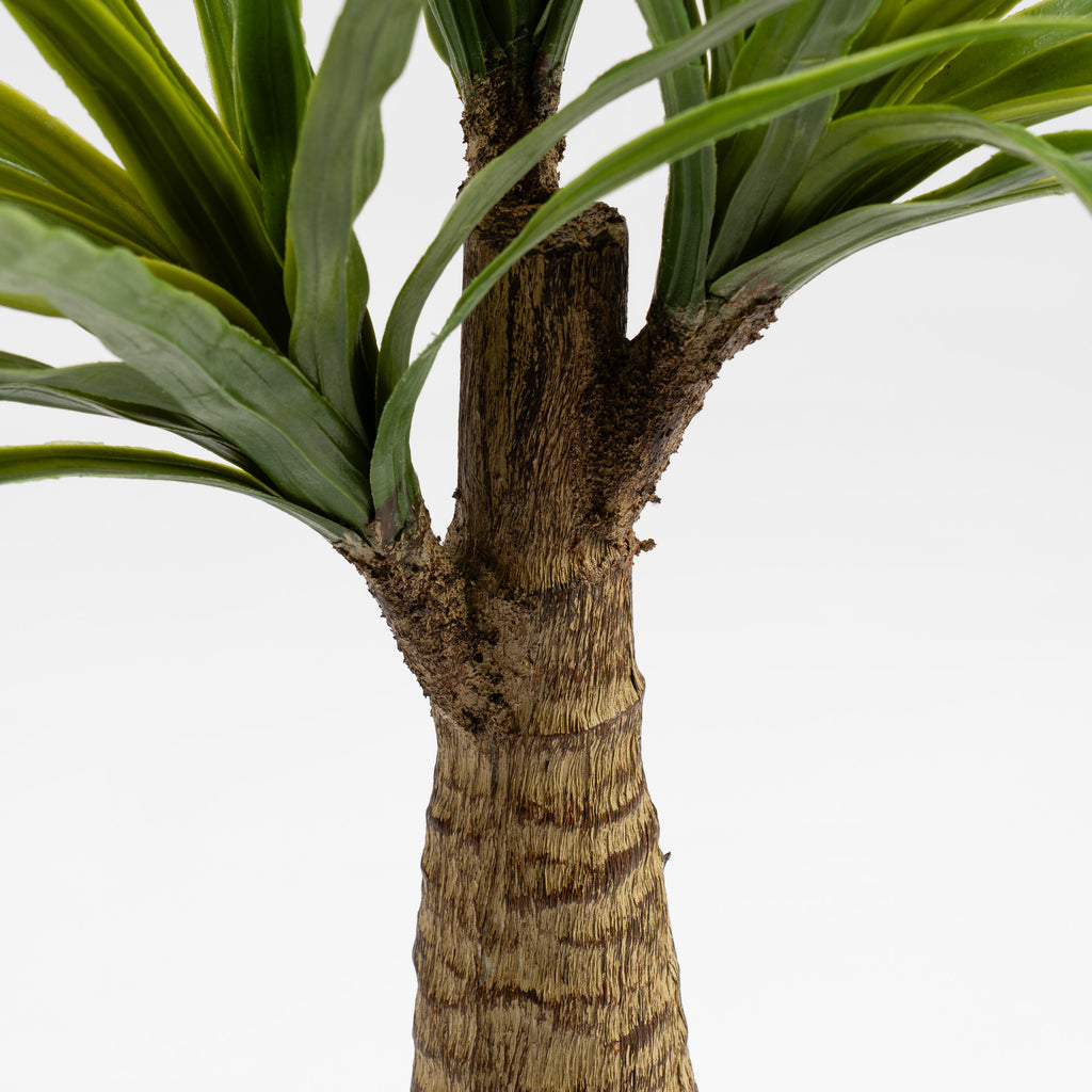 76Cm Dracaena
