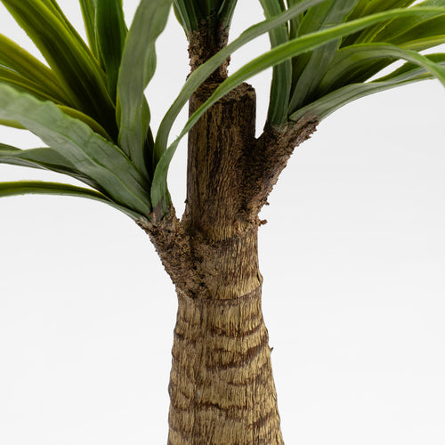 76Cm Dracaena