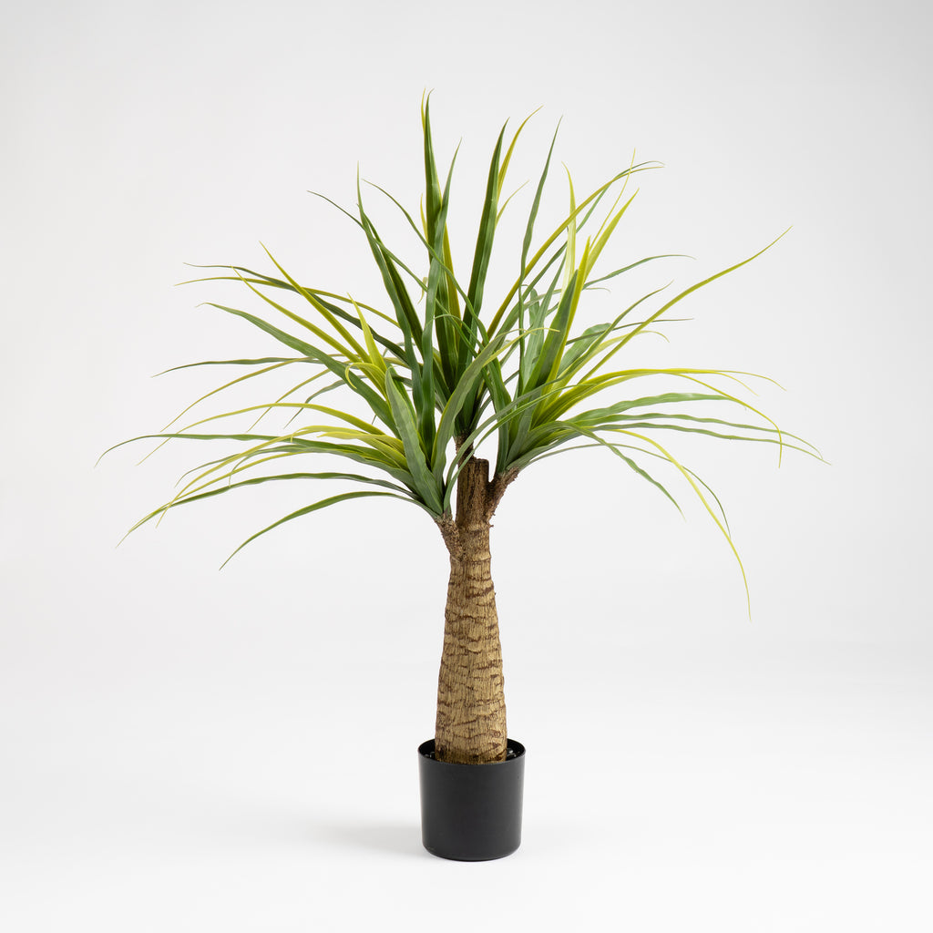 76Cm Dracaena