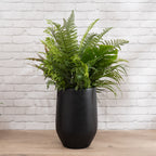 102cm Mixed Fern Container Black