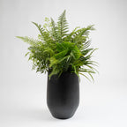 102cm Mixed Fern Container Black