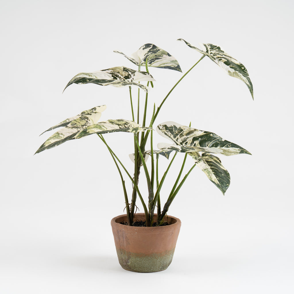 59Cm Real Touch Alocasia Plant