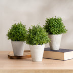 Set Of 3 Topiary Plants In Cement Pot