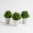 Set Of 3 Topiary Plants In Cement Pot
