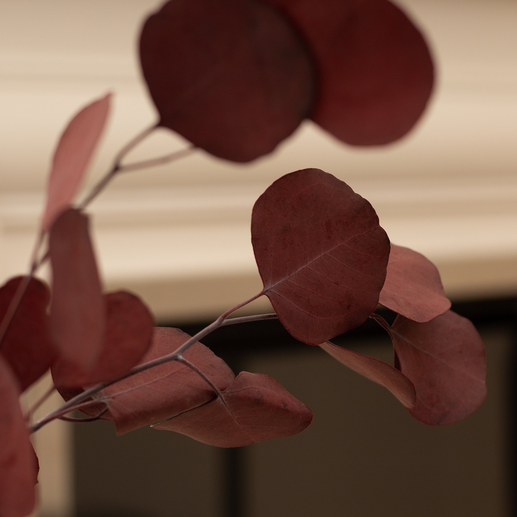 Eucalyptus Bunch 60G Dark Red