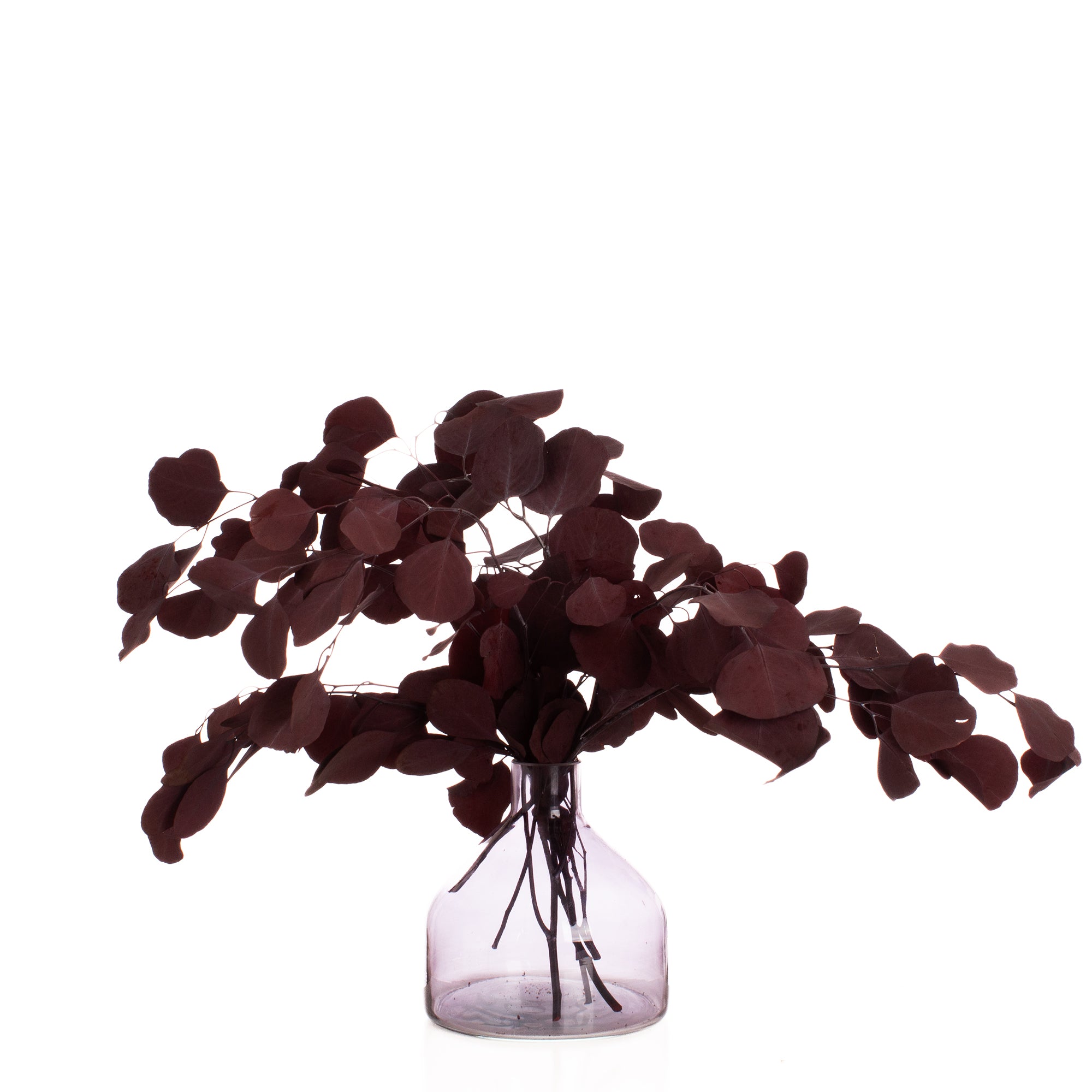 Eucalyptus Bunch 60G Dark Red