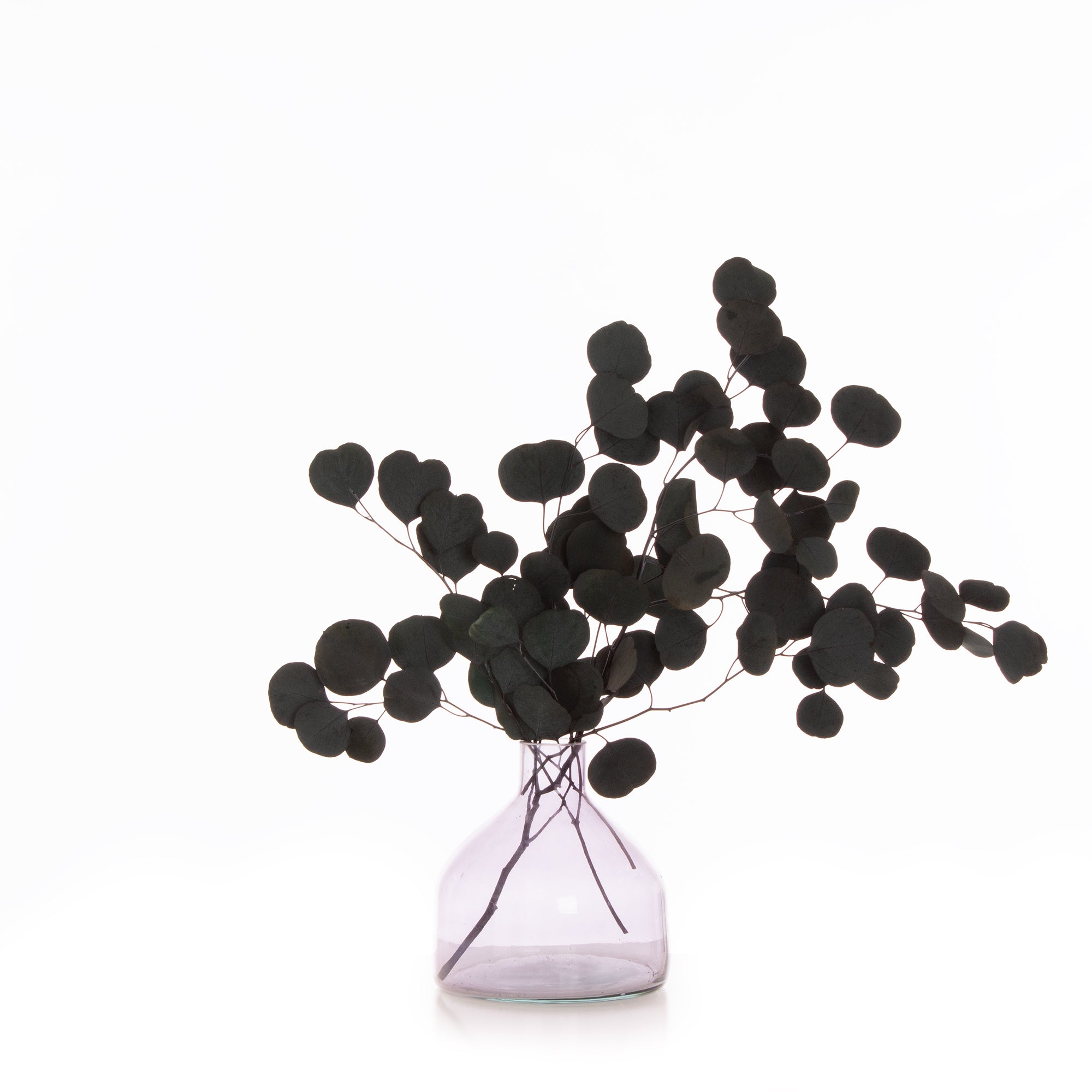 Eucalyptus Bunch 60G Teal