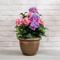 55Cm Pink/Purple Hydrangea In Pot