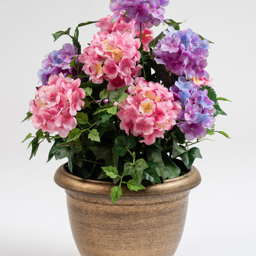 55Cm Pink/Purple Hydrangea In Pot