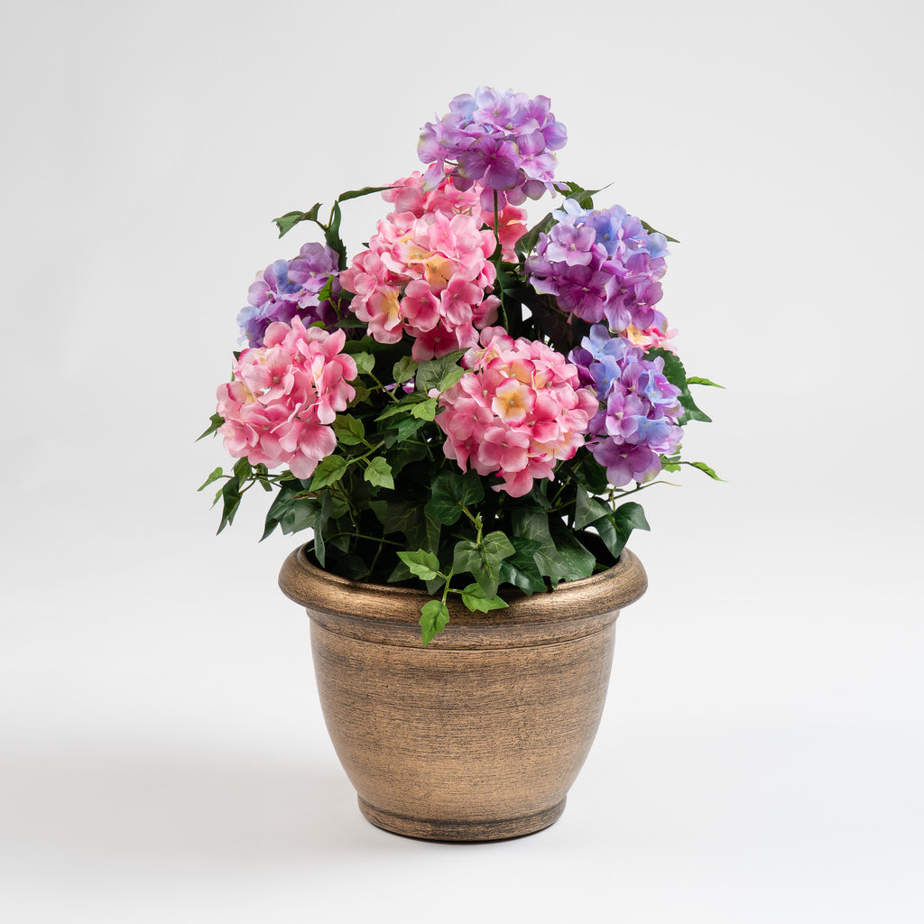 55Cm Pink/Purple Hydrangea In Pot