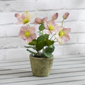 34Cm Purple Hellebore Plant