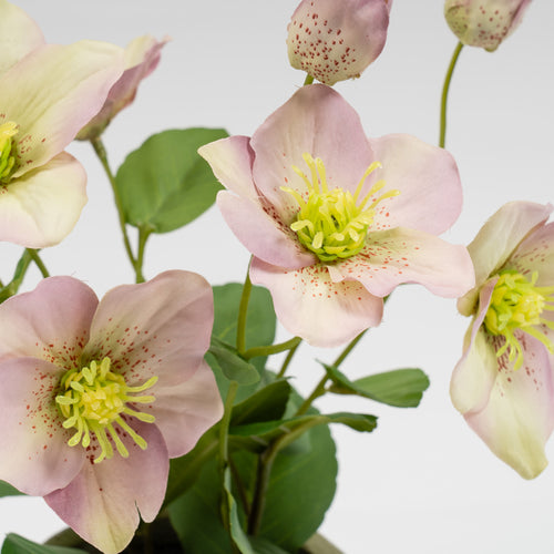 34Cm Purple Hellebore Plant