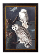 c.1838 Audubon's Owls