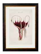 c.1876 Collection of Marine Animals