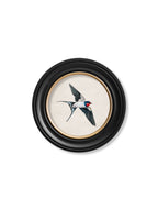 c.1875 Swallows in Round Frames