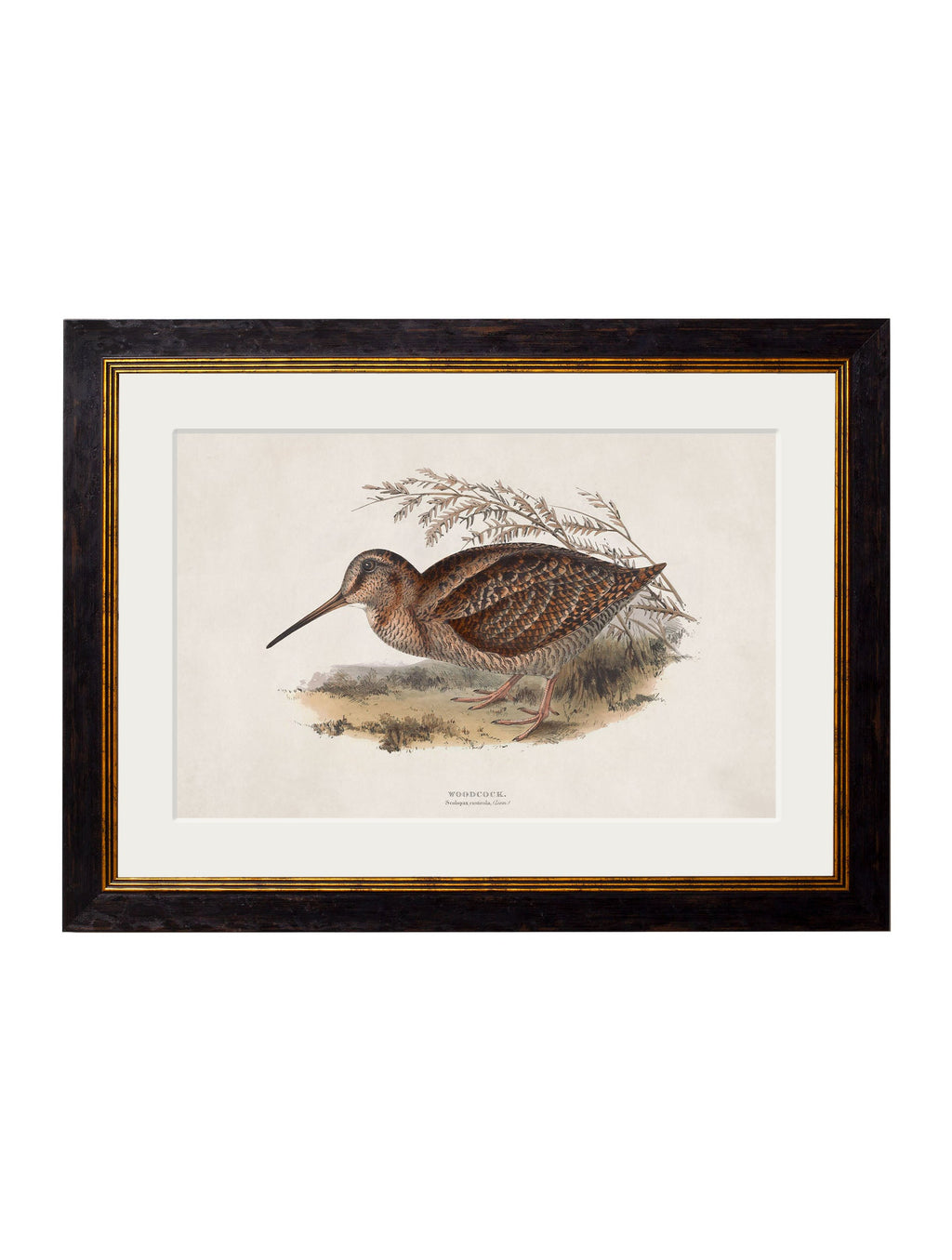 c.1837's British Game Birds
