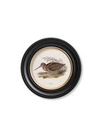 c.1837's British Game Birds - Round