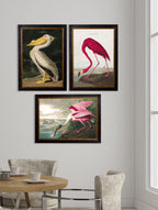 c.1838 Audubon's Birds of America