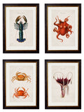 c.1876 Collection of Marine Animals
