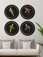 C.1884 Collection of Macaws in Round Frames - Black