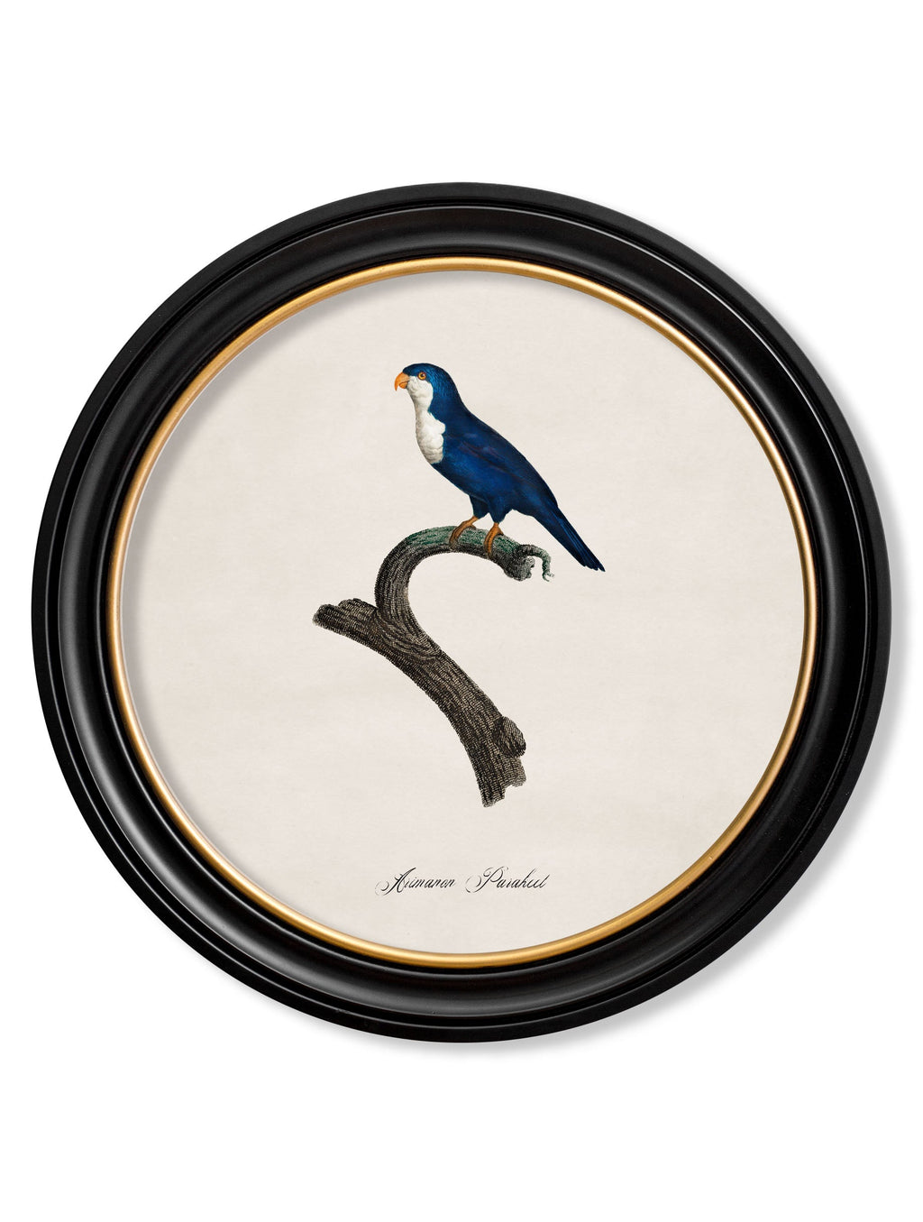 C.1800's Collection of Parrots in Round Frames 1