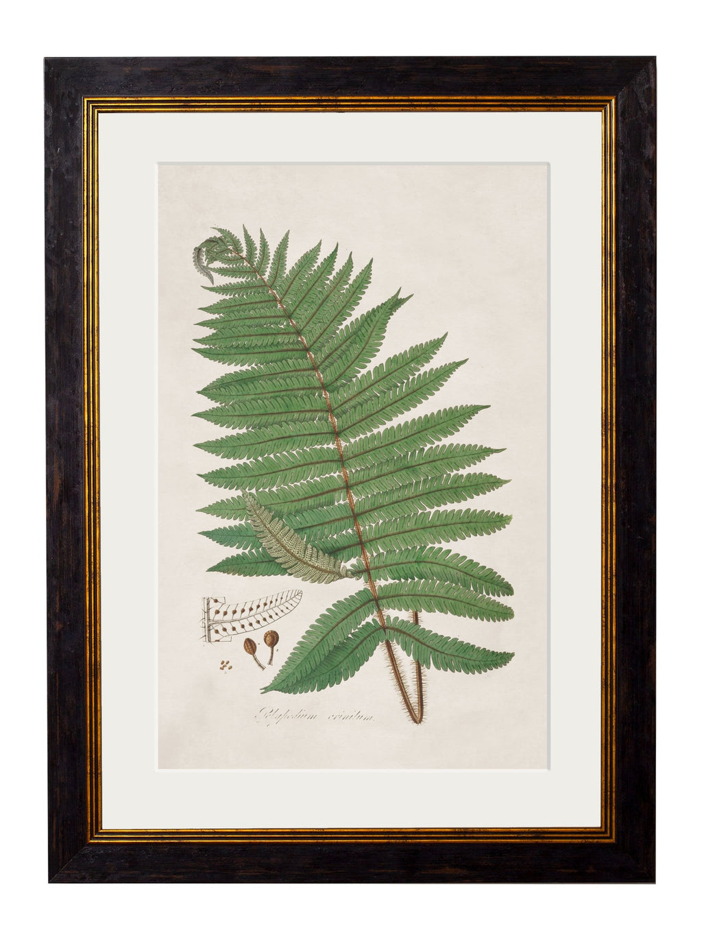 c.1831 Australian Fern - The Weird & Wonderful