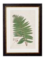 c.1831 Australian Fern - The Weird & Wonderful